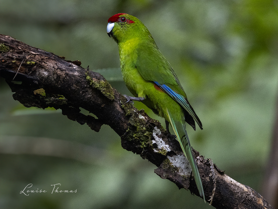 red-crowned parakeet