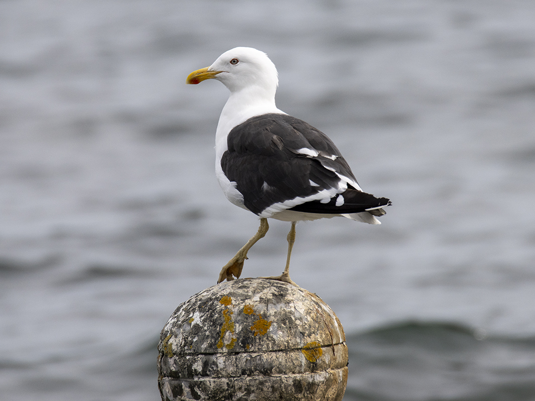 black-backed gull