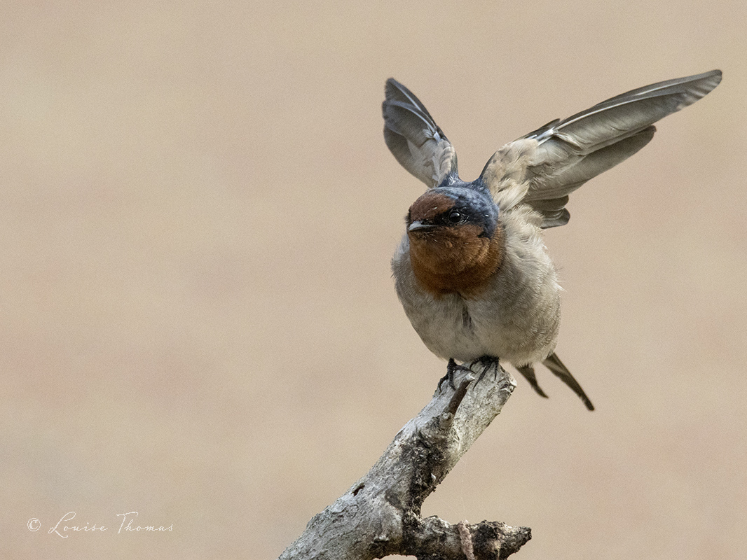 welcome swallow