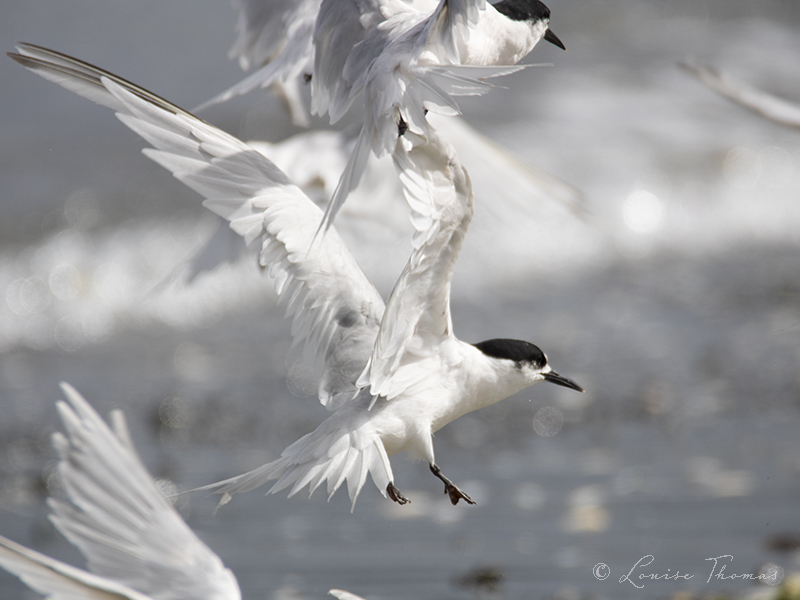 white-fronted terns