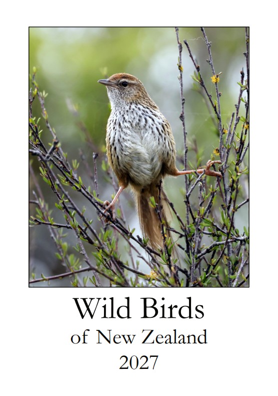 2027 Wild Birds of New Zealand calendar by Louise Thomas